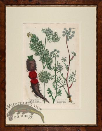 Weinmann Burl with Gold DM 04